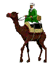 Egypt Camel
