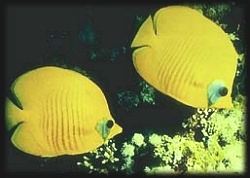 Sharm Fish